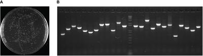 Mining for salt-tolerant genes from halophyte Zoysia matrella using FOX system and functional analysis of ZmGnTL